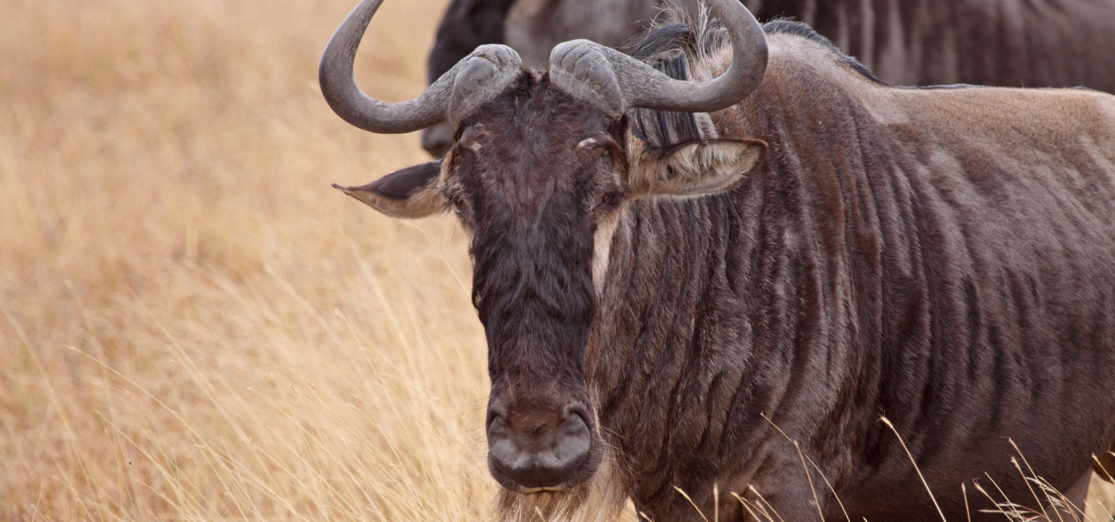 Maasai Mara